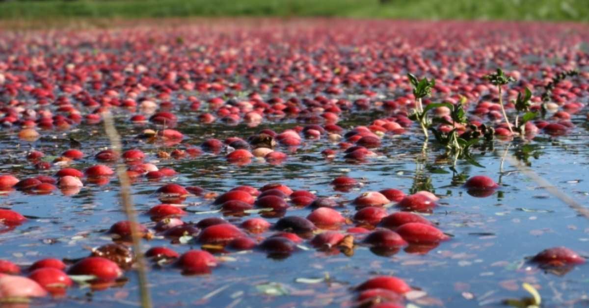 CCMH Restoring Cranberry Bogs Image