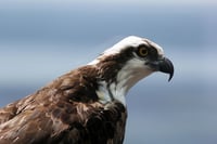 CCMNH Bird Walk & Talk