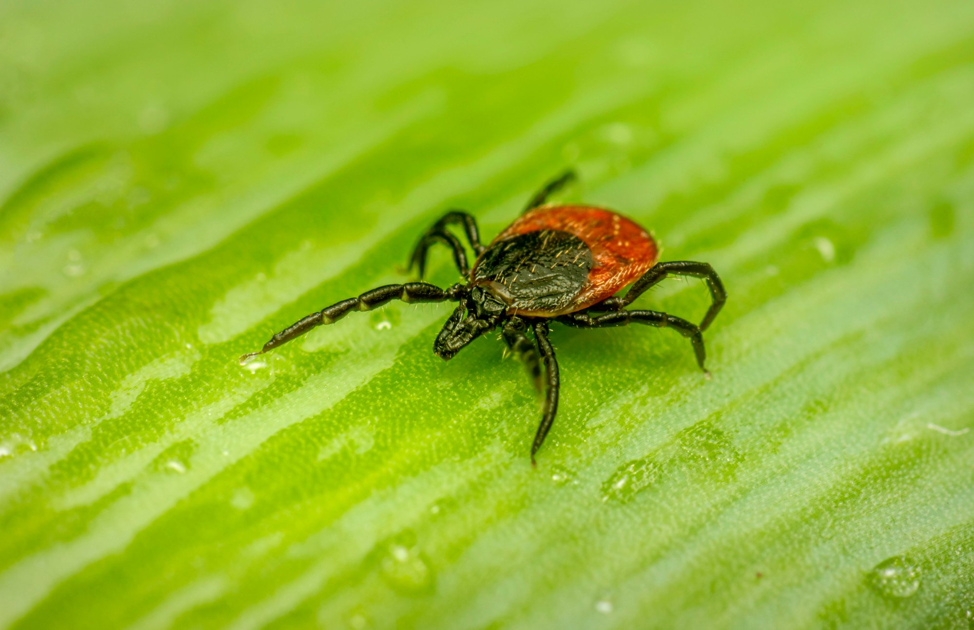 Tick on a blade of grass or a green leave