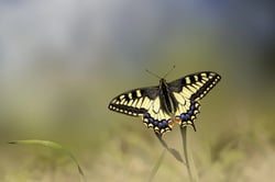 The Magic of Butterflies